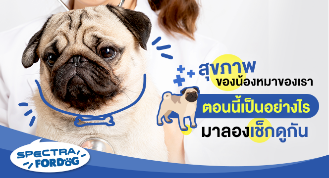 สุขภาพของน้องหมาของเราตอนนี้เป็นอย่างไร มาลองเช็กดูกัน